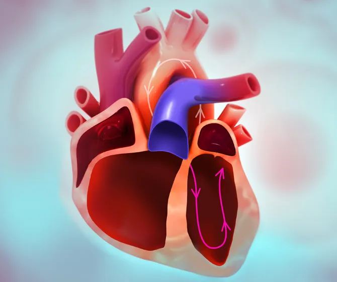 Which isolated heart study is right for you?